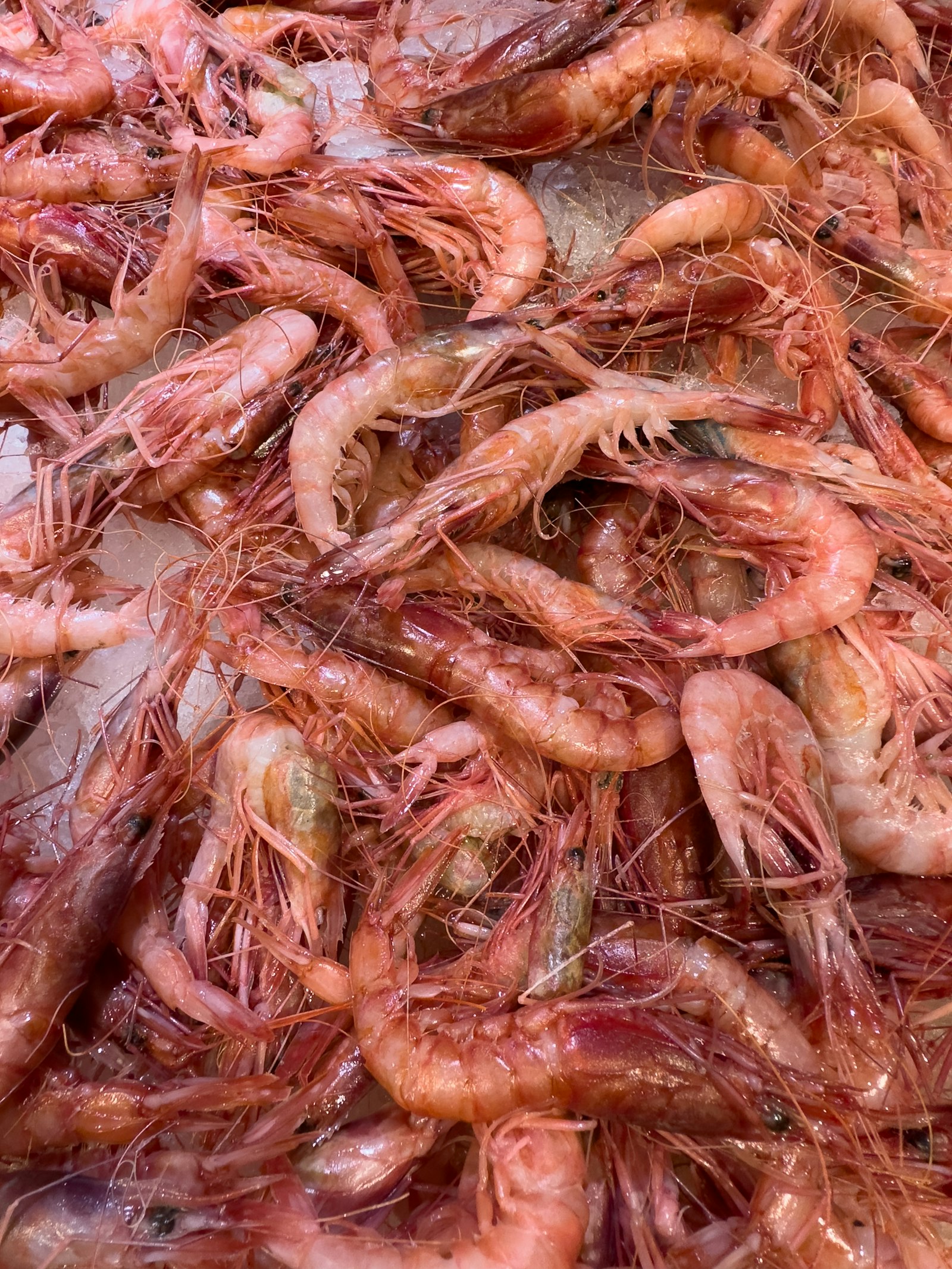 Camarones rojos frescos recién descargados